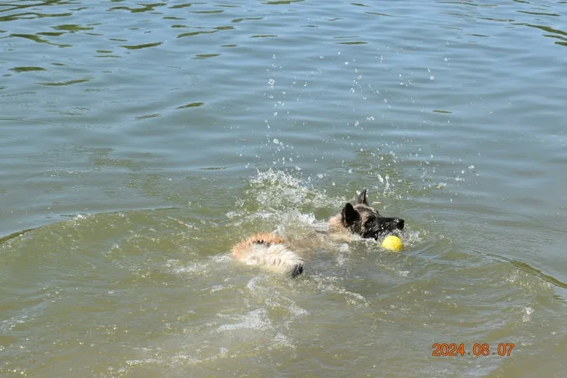 Quechy Bergerac DE Hu 'Topáz' – 8. kép