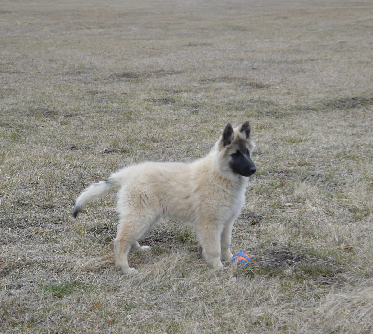 Quechy Bergerac DE Hu 'Topáz' – 11. kép