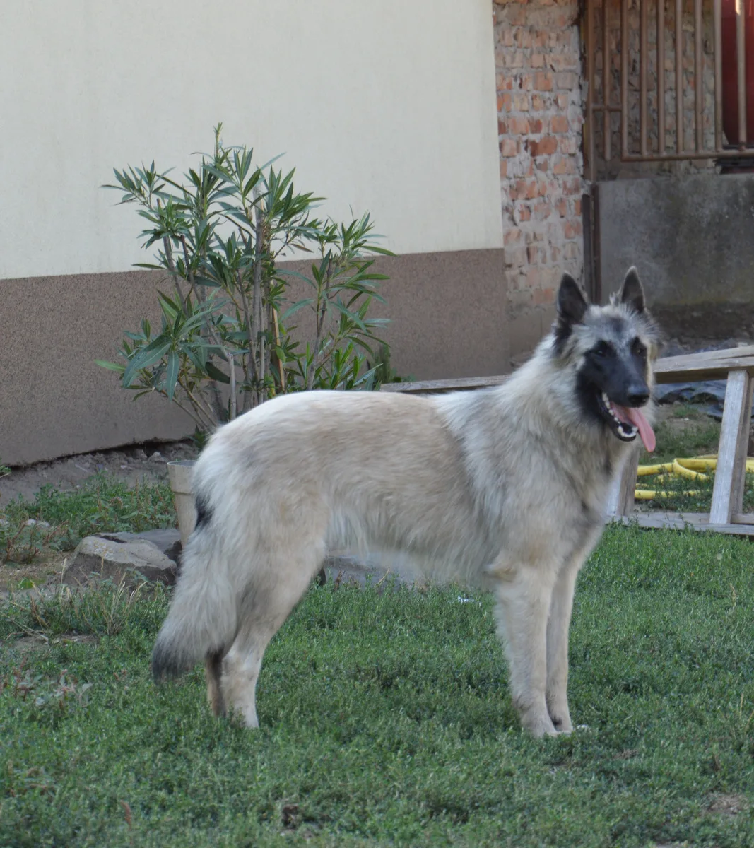 Quechy Bergerac DE Hu 'Topáz' – 14. kép