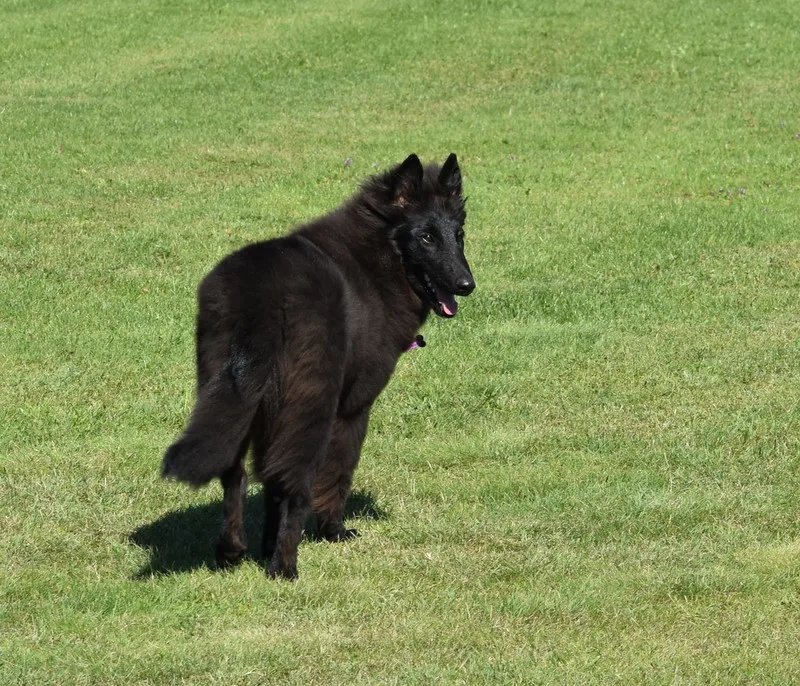 Faith de Bruine Buck 'Zafír' – 3. kép