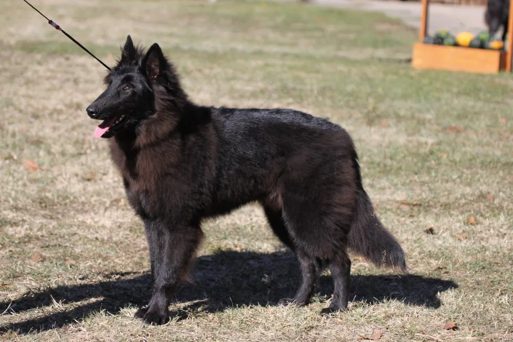 Faith de Bruine Buck 'Zafír'