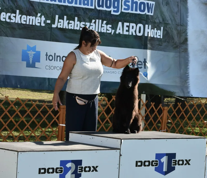 Faith de Bruine Buck 'Zafír' – 10. kép