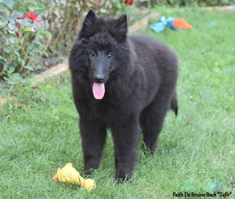 Faith de Bruine Buck 'Zafír' – 12. kép