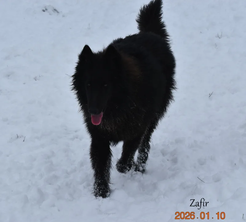 Faith de Bruine Buck 'Zafír' – 13. kép