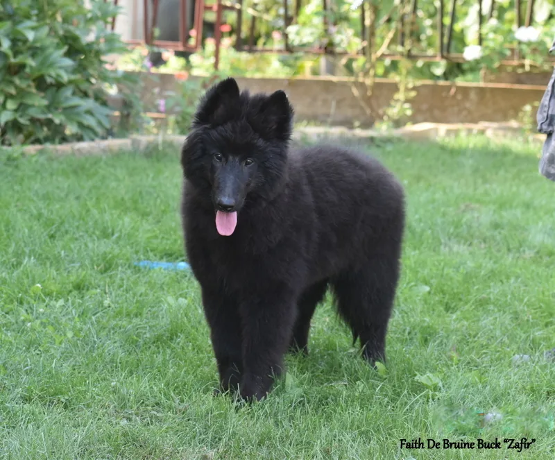 Faith de Bruine Buck 'Zafír' – 14. kép