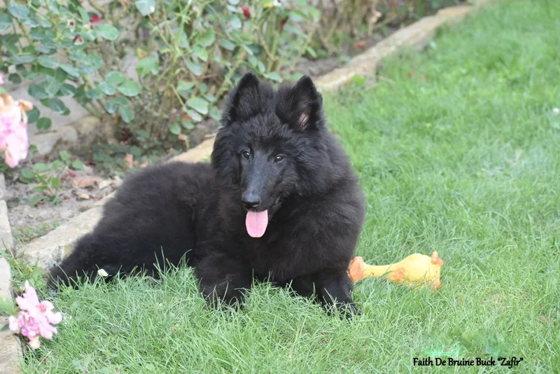 Faith de Bruine Buck 'Zafír' – 16. kép