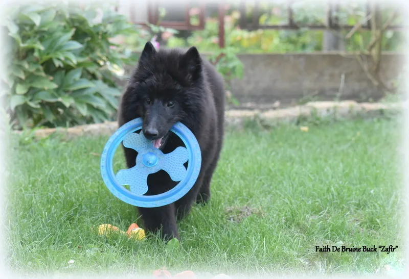 Faith de Bruine Buck 'Zafír' – 22. kép