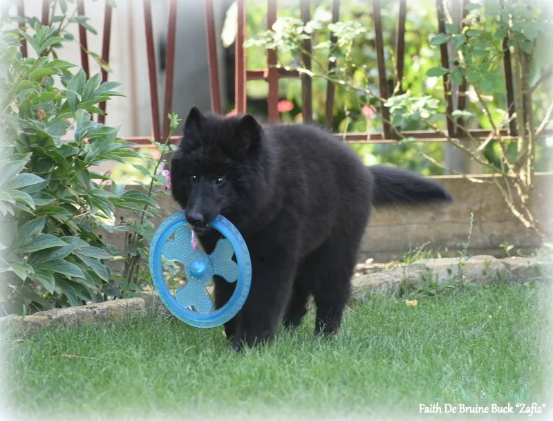 Faith de Bruine Buck 'Zafír' – 23. kép