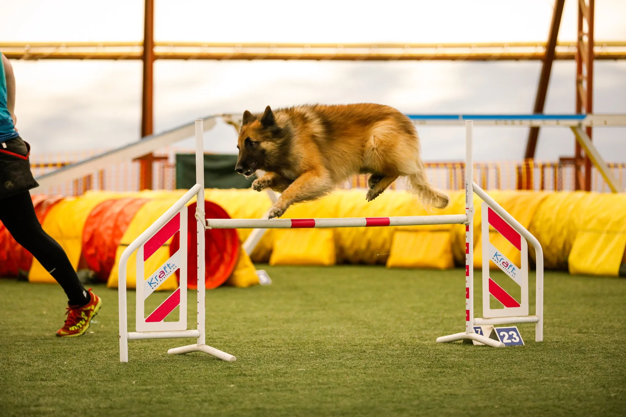 Black Obsidian Lex 'Nolan' bemutatkozása az FMBB Agility Világbajnokságon
