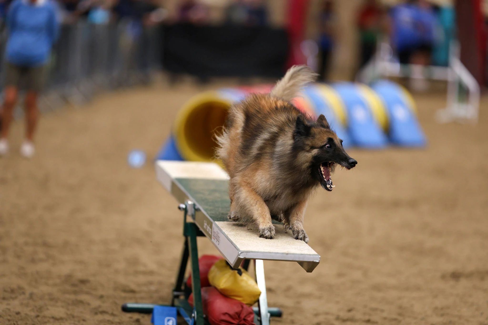 IMCA 2026 - Nemzetközi Agility Bajnokság | Black Obsidian Lex 'Nolan' kép 2
