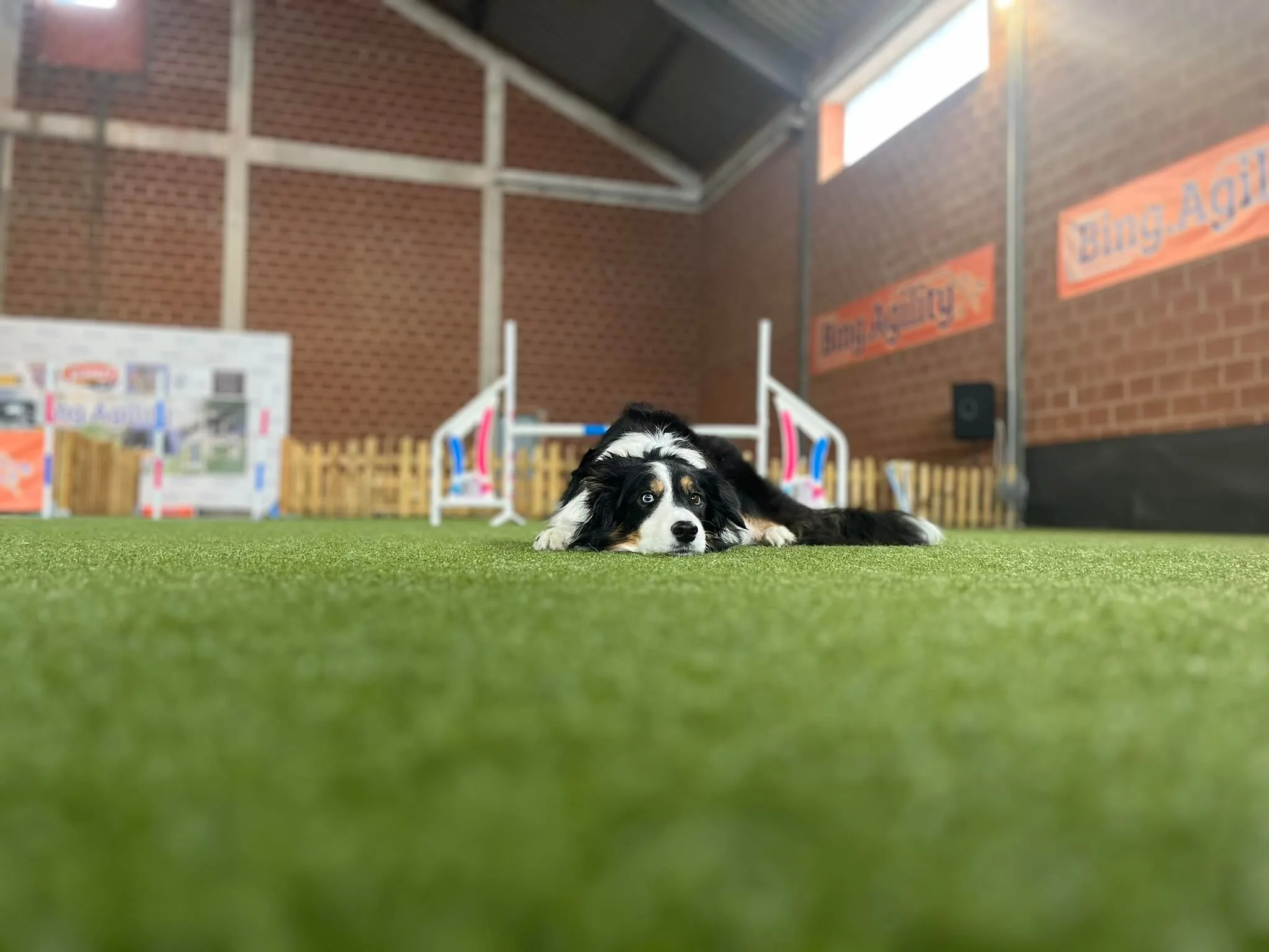 DSP THANK YOU DAY AGILITY VERSENY