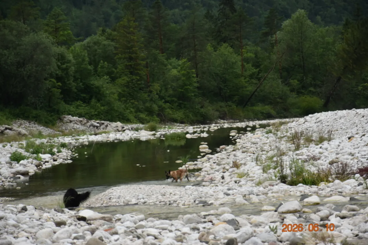Nyaralás a kutyákkal Olaszországban kép 15