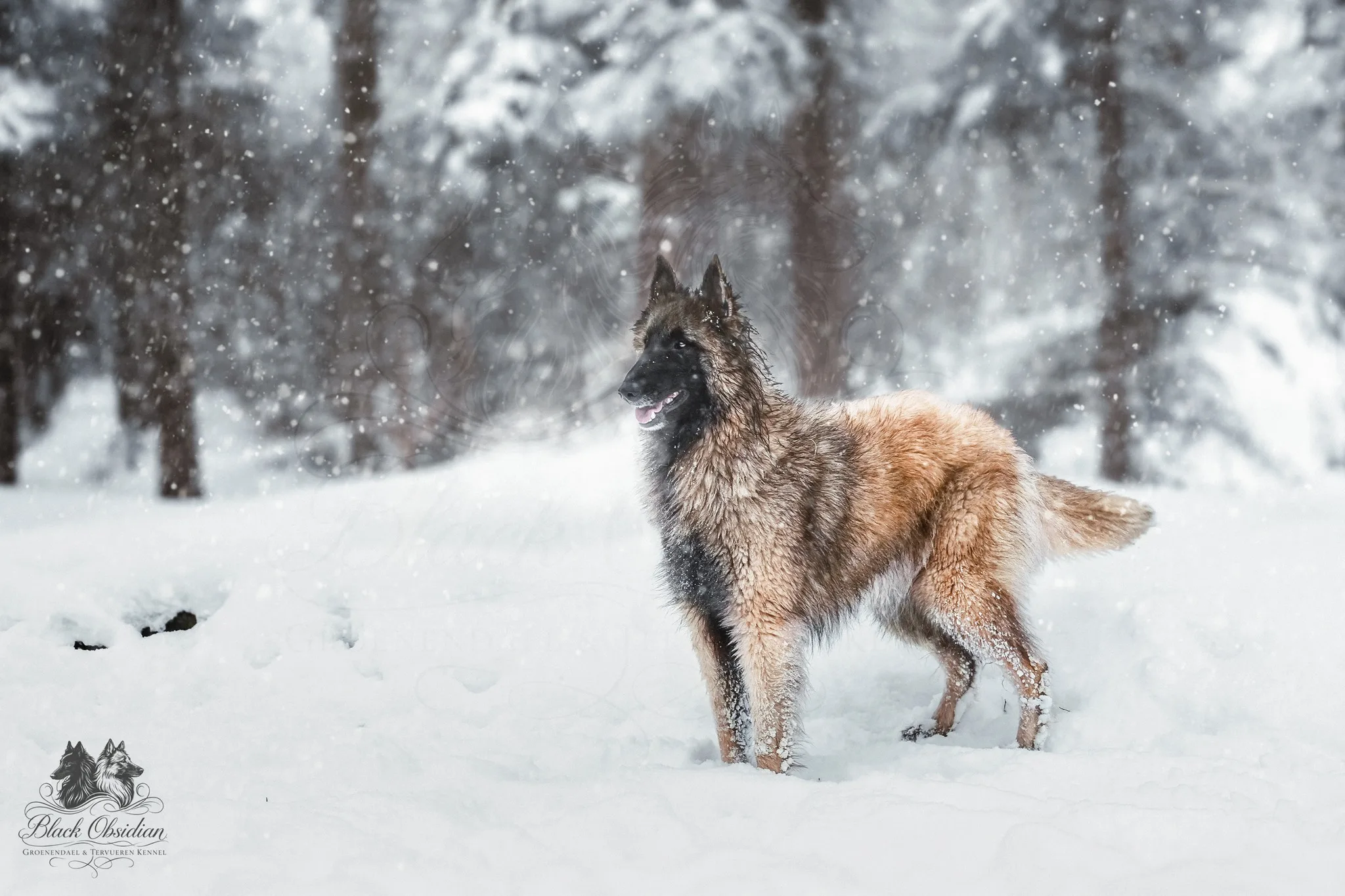 Tél – hó a Black Obsidian kennel életében