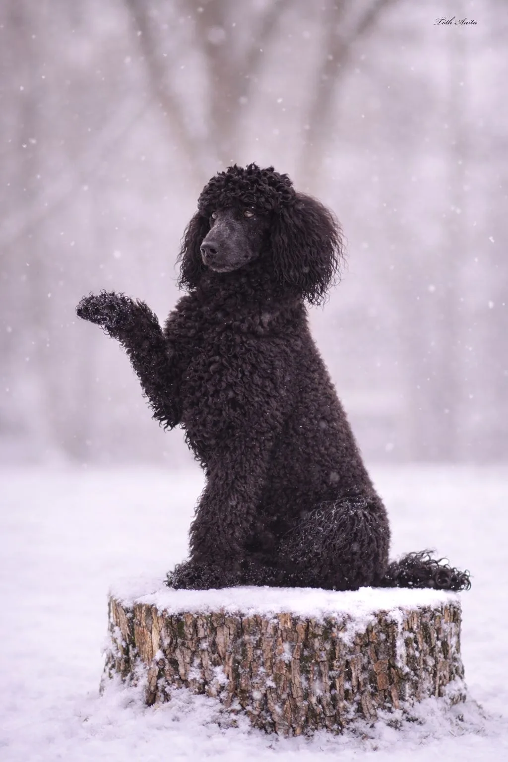 Tél – hó a Black Obsidian kennel életében kép 5
